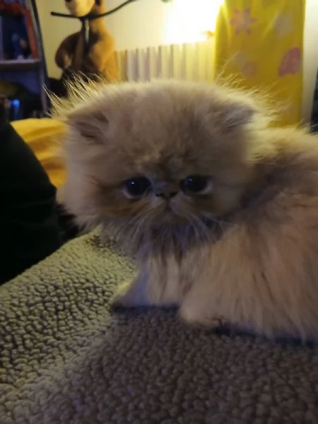 gattini persiani ed esotici | Foto 2