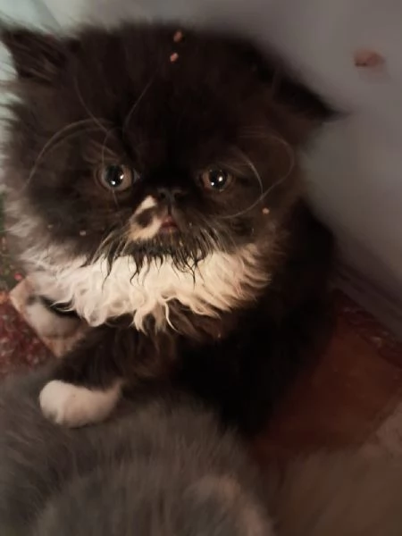 gattini persiani ed esotici | Foto 1