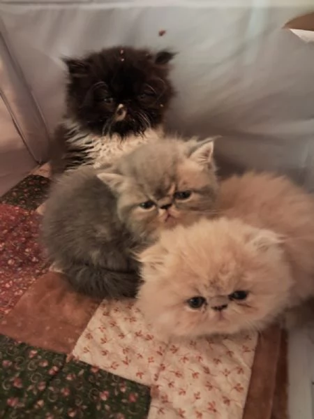 gattini persiani ed esotici | Foto 0
