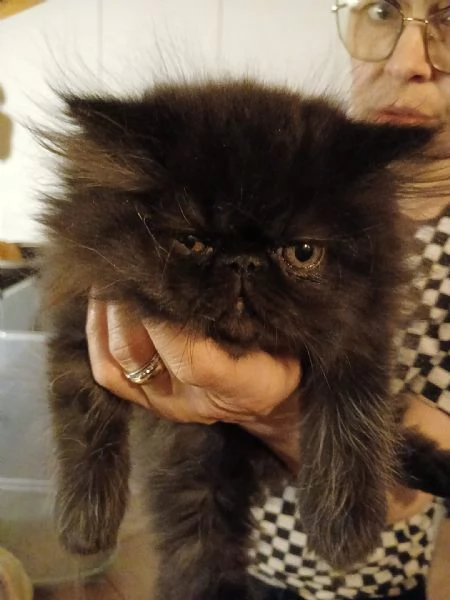 CUCCIOLI DI GATTINO PERSIANO