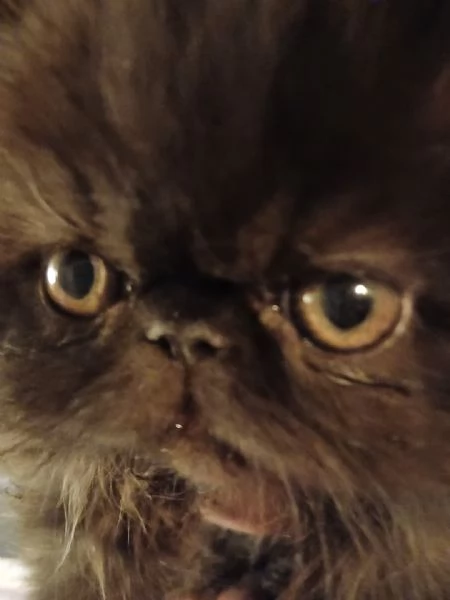 CUCCIOLI DI GATTINO PERSIANO | Foto 4