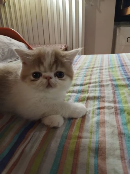 CUCCIOLI DI GATTINO PERSIANO | Foto 3