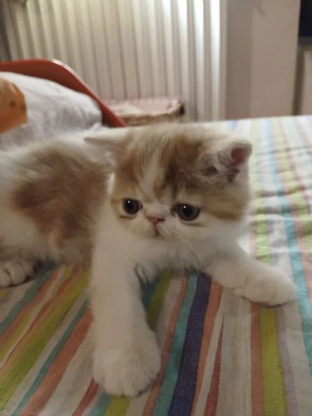 CUCCIOLI DI GATTINO PERSIANO | Foto 2