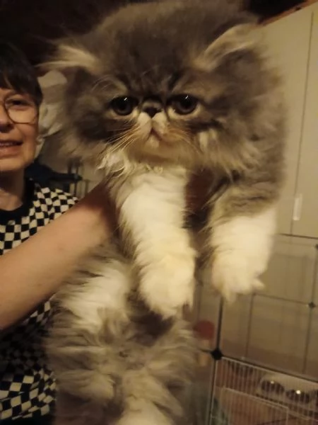 CUCCIOLI DI GATTINO PERSIANO | Foto 1