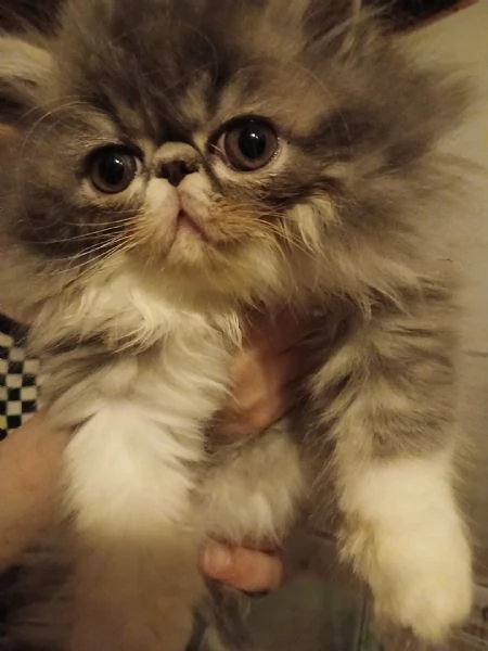 CUCCIOLI DI GATTINO PERSIANO | Foto 0