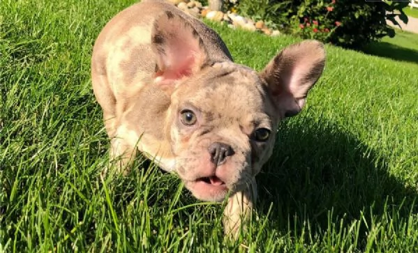 Cuccioli di Bulldog francese di razza pura | Foto 1