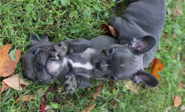 Cuccioli di Bulldog francese di razza pura | Foto 0