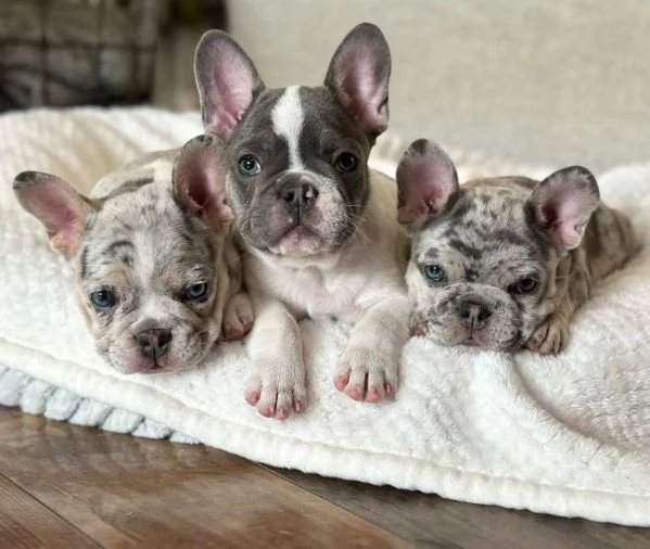 Cuccioli di Bulldog francese di razza pura