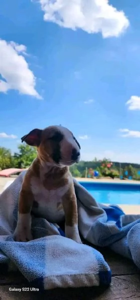 Bull terrier  | Foto 3