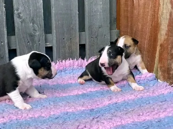 Bull terrier 