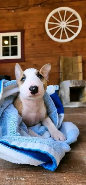 Bull terrier  | Foto 2