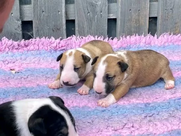 Bull terrier  | Foto 1