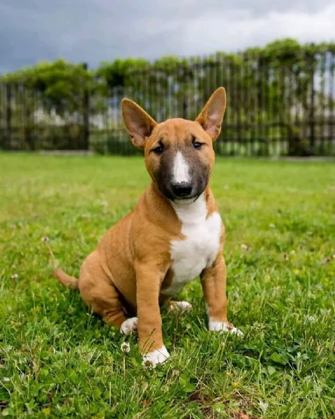 Bull terrier  | Foto 0