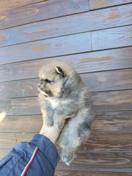 Spitz di pomeriana  linea tedesca  | Foto 3