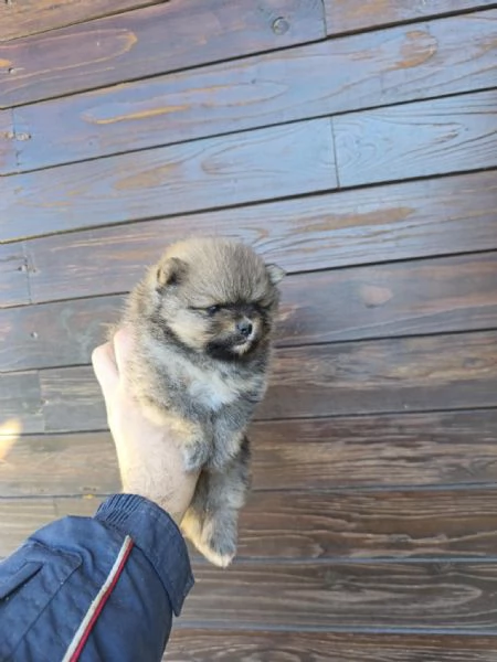 Spitz di pomeriana  linea tedesca  | Foto 1