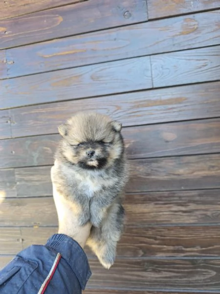 Spitz di pomeriana  linea tedesca  | Foto 0