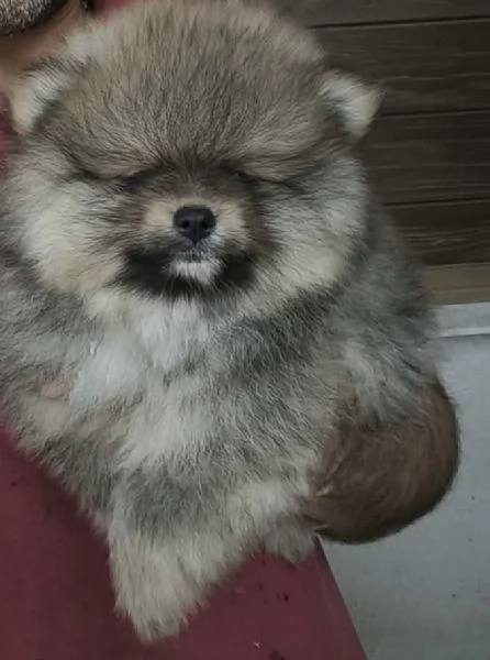 Spitz di pomeriana  linea tedesca 