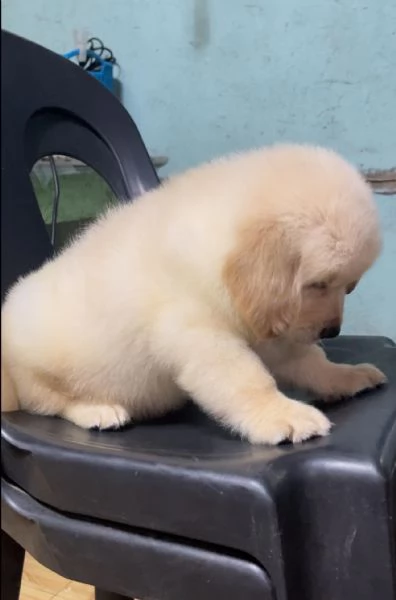 Due cuccioli di Golden Retriever ti aspettano