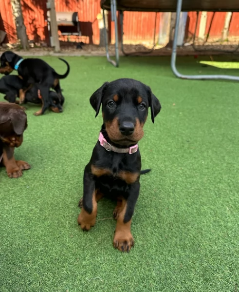 Cucciolo di Dobermann ciocolato | Foto 0