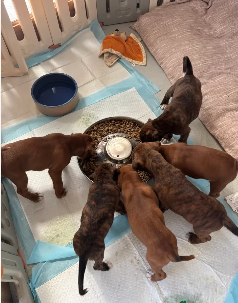 CUCCIOLI DI BOXEER ALLEVATI CON AMORE per adozione