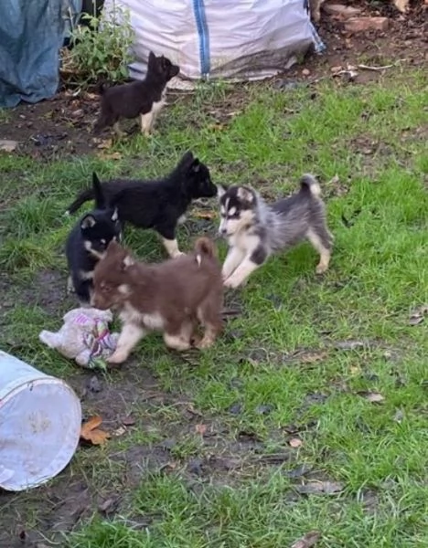 CUCCIOLI DI SIBERIAN HUSKY ALLEVATI CON AMORE per adozione