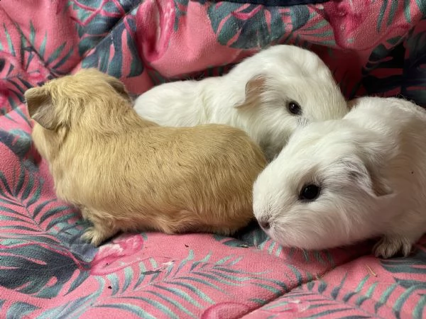 cuccioli di cavia carrier skinny e ch teddy | Foto 5