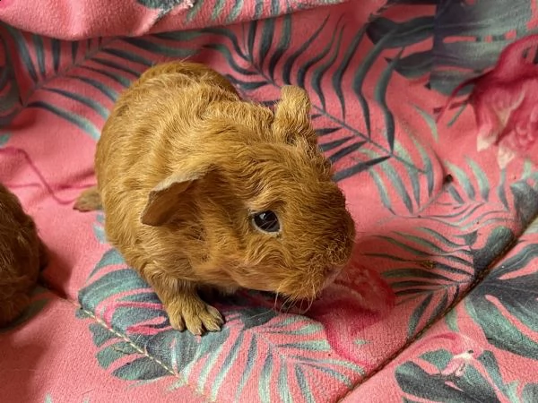 cuccioli di cavia carrier skinny e ch teddy | Foto 4