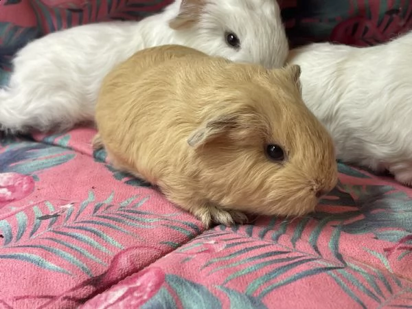 cuccioli di cavia carrier skinny e ch teddy | Foto 3