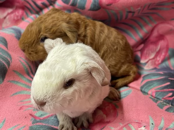 cuccioli di cavia carrier skinny e ch teddy | Foto 2