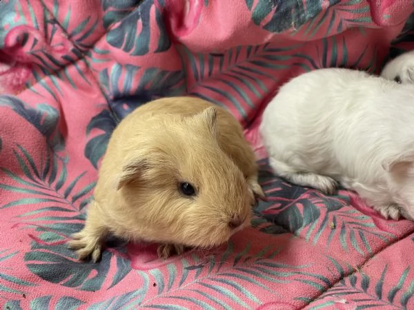 cuccioli di cavia carrier skinny e ch teddy | Foto 1