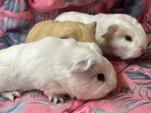 cuccioli di cavia carrier skinny e ch teddy | Foto 0