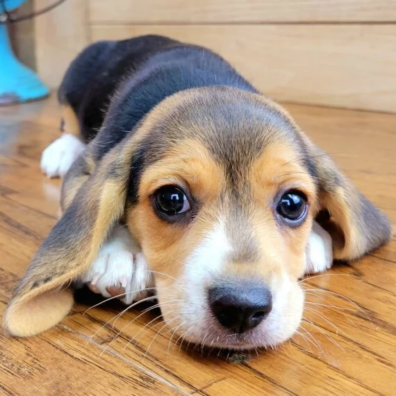 REGALO Cuccioli dolce e bella Beagle Stiamo dando questi nostri cuccioli sani maschi e femmine in un | Foto 1