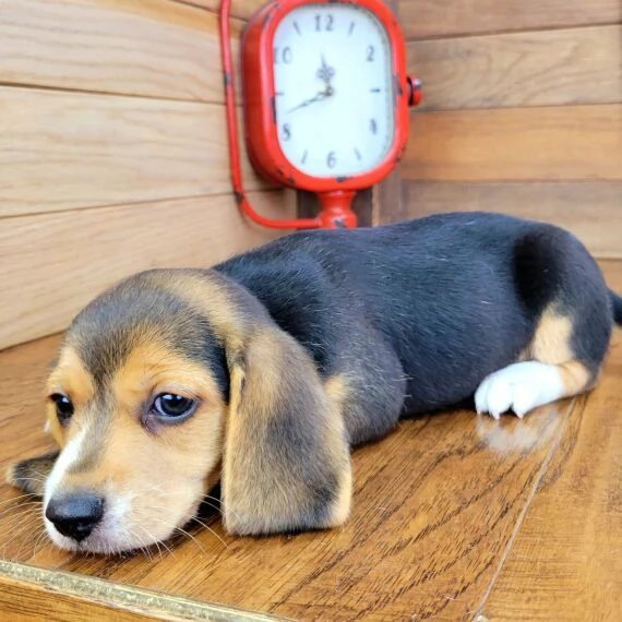 REGALO Cuccioli dolce e bella Beagle Stiamo dando questi nostri cuccioli sani maschi e femmine in un | Foto 0