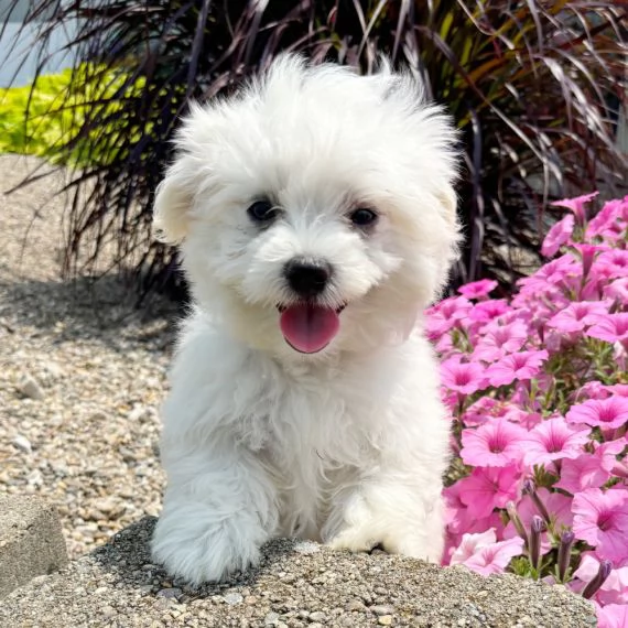 Regalo ALLEVAMENTO MALTESI TAGLIA MINI TOY Ho bellissimi cuccioli maltese pronti per loro nuove case | Foto 0