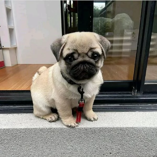 Cuccioli di carlino fantastici