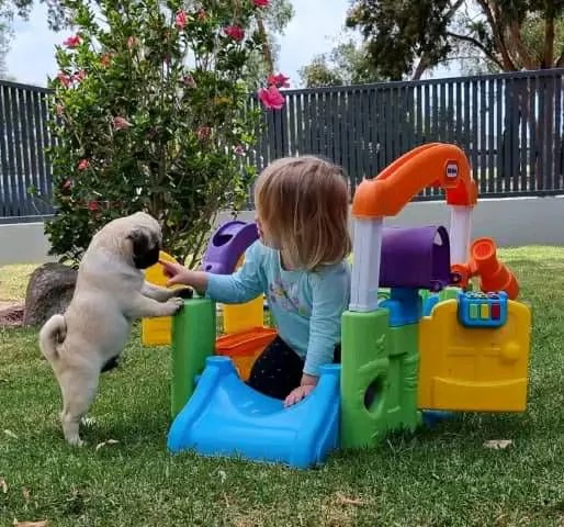 Cuccioli di carlino super adorabili