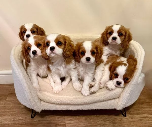 Regaliamo i nostri cuccioli di Cavalier King maschi e femmine | Foto 2