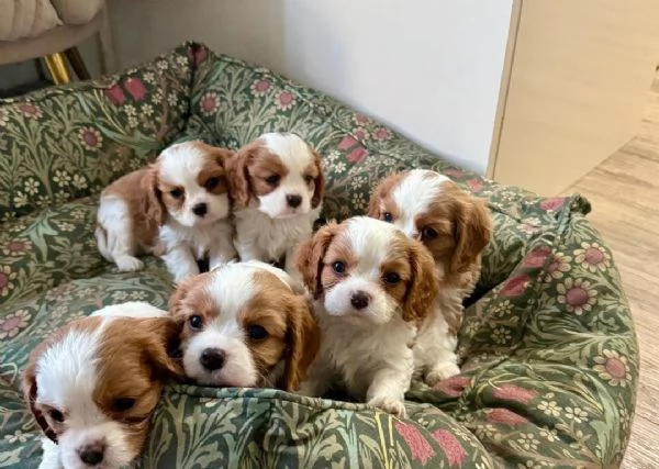 Regaliamo i nostri cuccioli di Cavalier King maschi e femmine