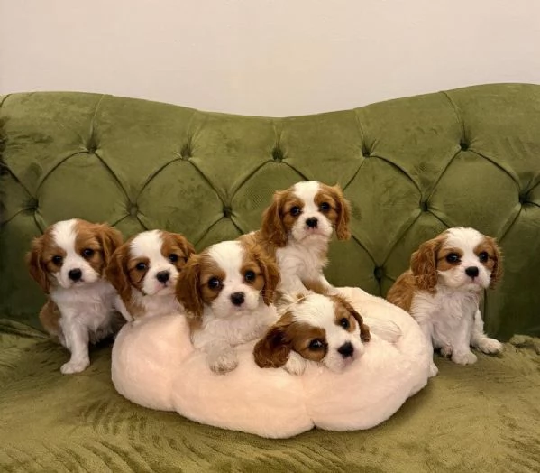 Regaliamo i nostri cuccioli di Cavalier King maschi e femmine | Foto 1