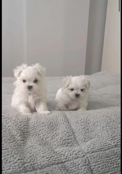 Regaliamo i nostri cuccioli di maltese maschio e femmina | Foto 2