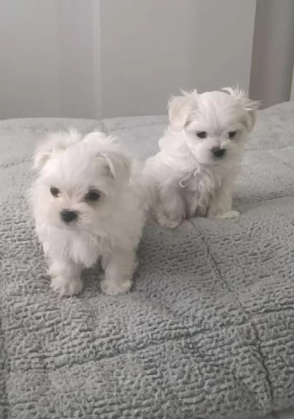 Regaliamo i nostri cuccioli di maltese maschio e femmina | Foto 1