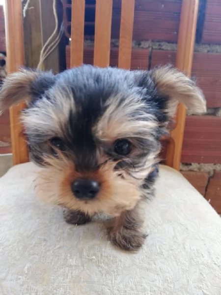 Regaliamo i nostri cuccioli di Yorkshire maschi e femmine | Foto 2