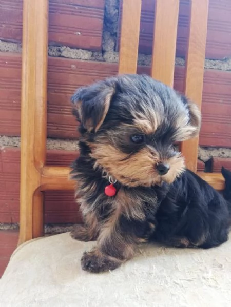 Regaliamo i nostri cuccioli di Yorkshire maschi e femmine