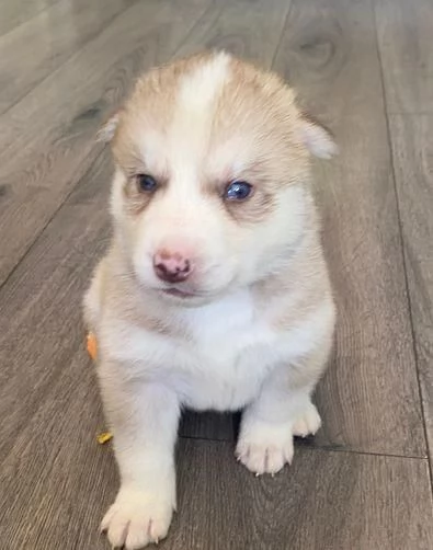 Regaliamo i nostri cuccioli di Husky maschi e femmine | Foto 2
