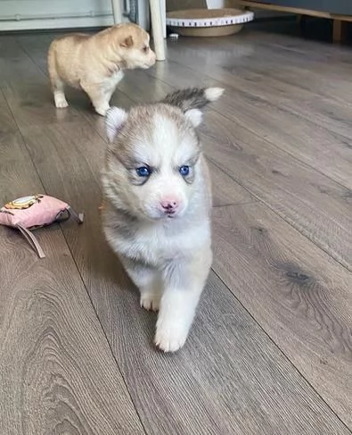 Regaliamo i nostri cuccioli di Husky maschi e femmine | Foto 0