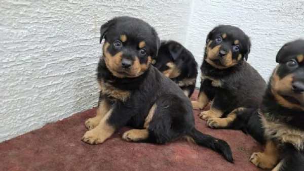Regaliamo i nostri cuccioli di Rottweiler maschi e femmine