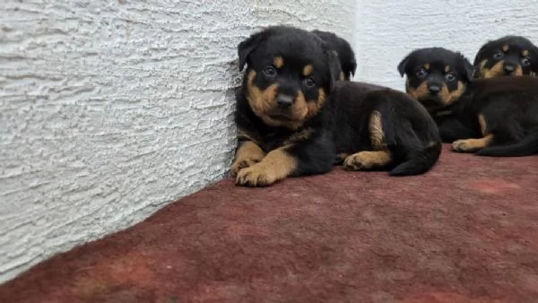 Regaliamo i nostri cuccioli di Rottweiler maschi e femmine | Foto 2