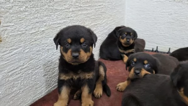 Regaliamo i nostri cuccioli di Rottweiler maschi e femmine | Foto 1