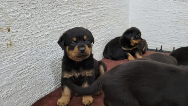 Regaliamo i nostri cuccioli di Rottweiler maschi e femmine | Foto 0