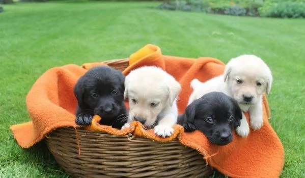 regalare i nostri cuccioli di Labrador maschio e femmina | Foto 1